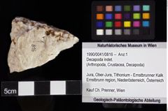 Foto (Objket + Etiketten) von Decapoda indet. 